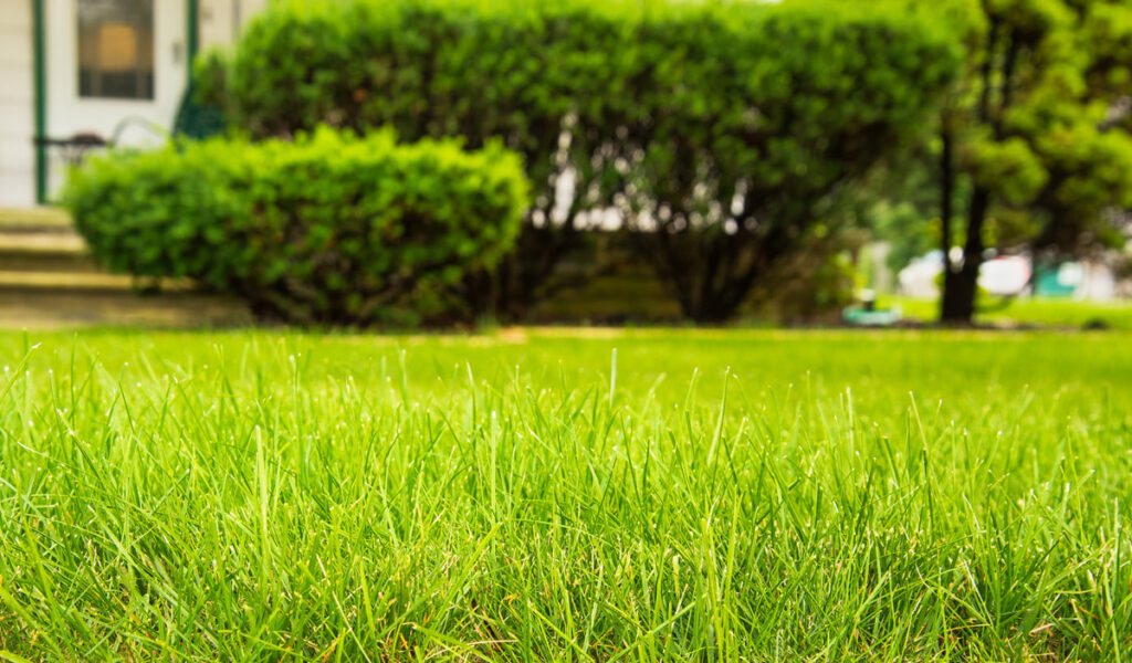 3 Things You'll Miss Out On This Summer Without Professional Lawn Care