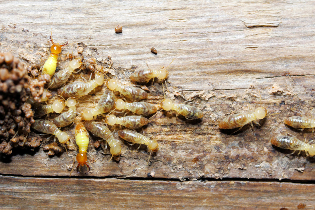 5 Factors to Consider When Hiring the Ideal Termite Control Company