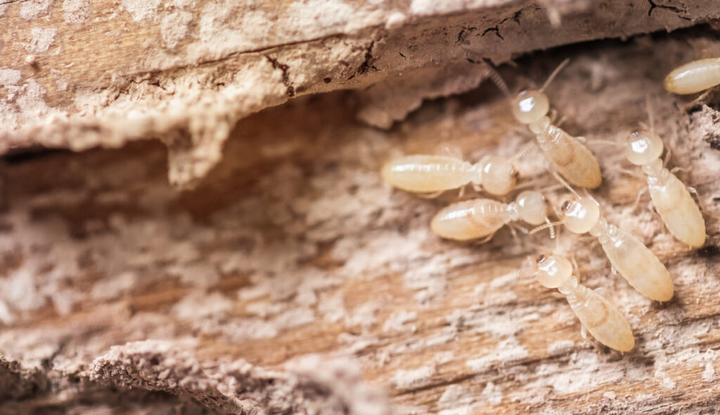 Are You Torn Between Spot Treatment And Tent Fumigation To Treat Your Drywood Termites?