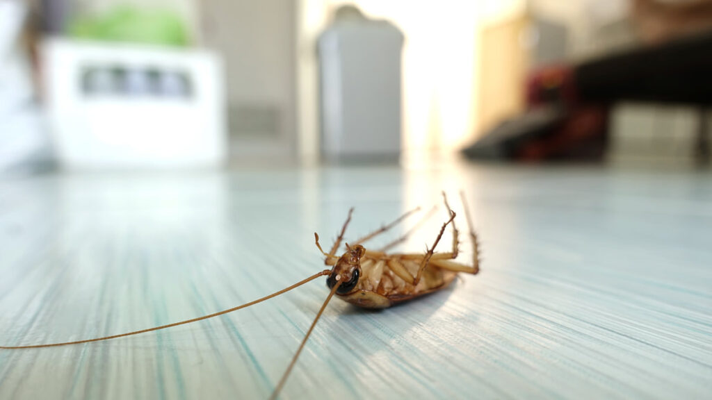 Do I Really Need Pest Control During Winter?