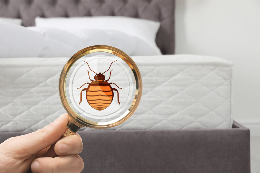 Everything You Need To Know About Bed Bug Pest Control