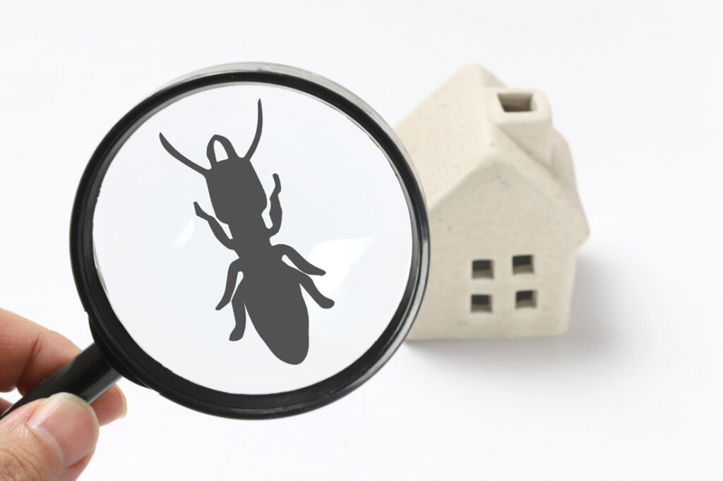 How Do We Know Termite Control Is Working?