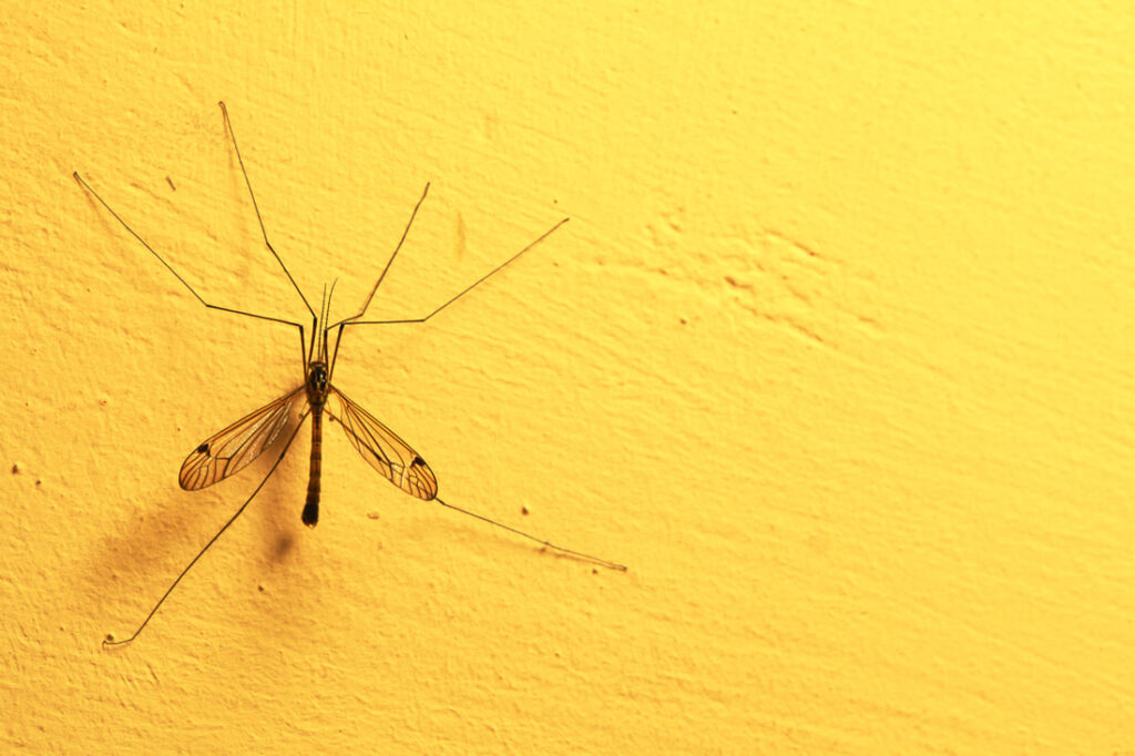 How You Can Keep Creepy Creatures Out of Your Home