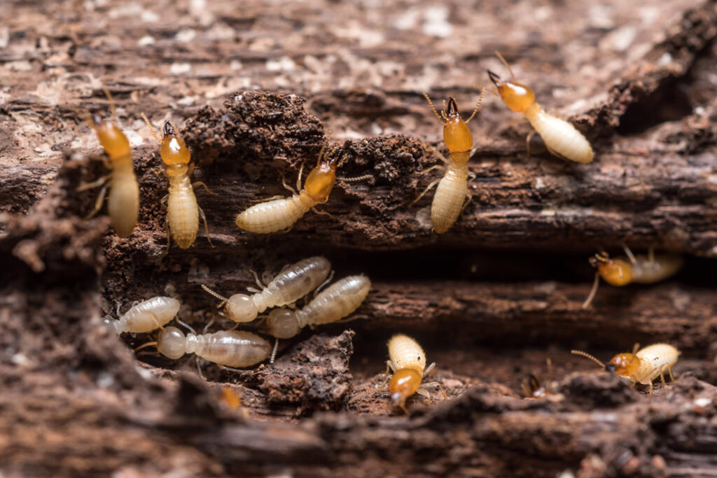 If You See These Things It's Time To Invest In Termite Control