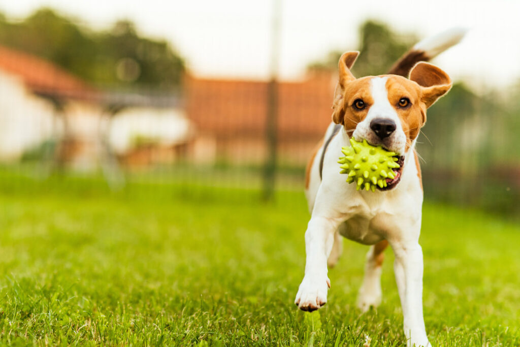 Pest Control For Pet Owners