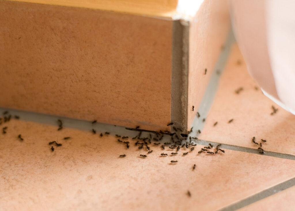 Pest Control Recommendations For 3 Common Ant Species