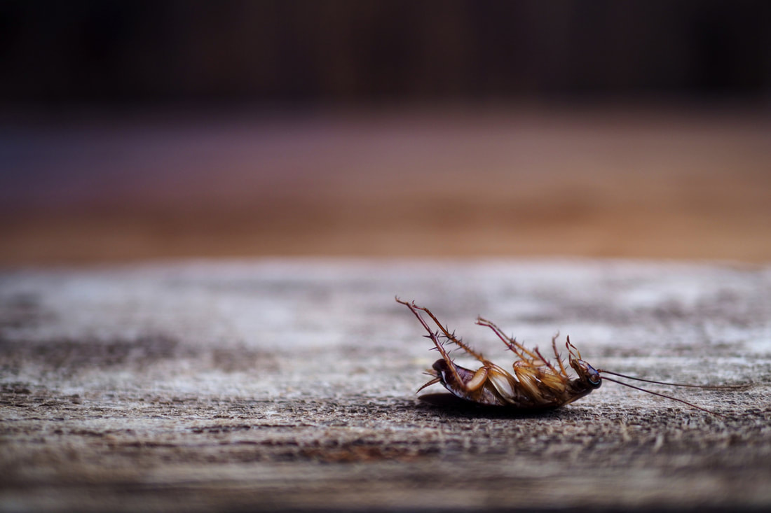 Pest Control Solutions For Getting Rid Of Roaches