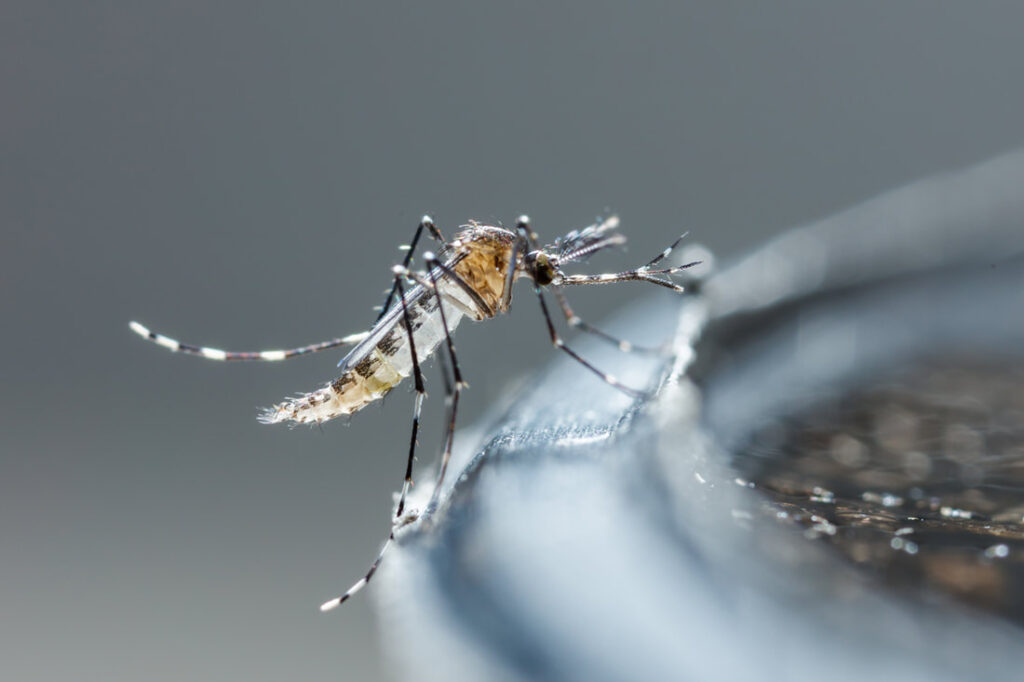 Pest Control Solutions For Mosquito Season
