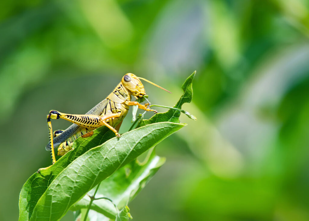 Pest Control Solutions For Your Giant Grasshopper Infestation