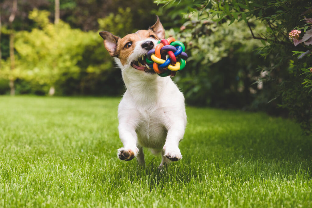 Protecting Your Lawn From Man's Best Friend