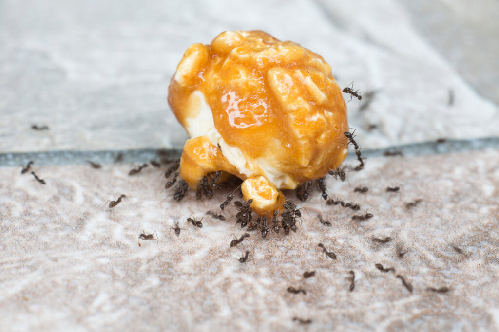 Say Adios To These Unwanted Kitchen Pests