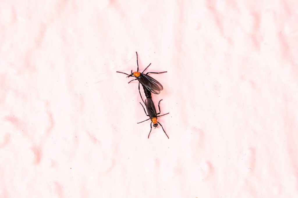 Simple Pest Control Solutions For Lovebugs