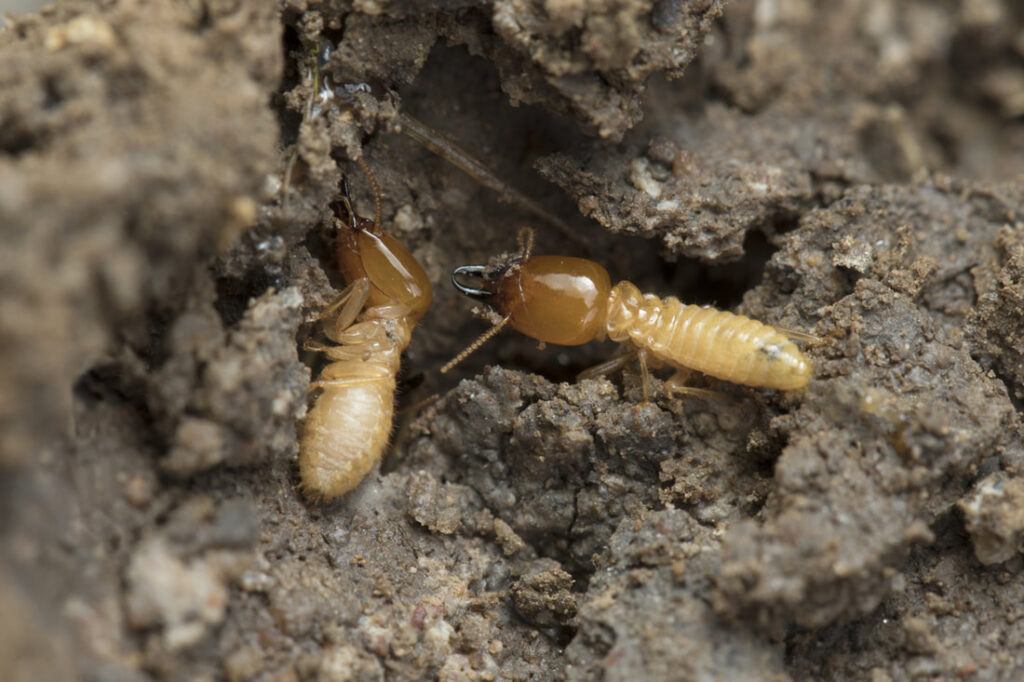 Some Of The Long-Term Risks Of Avoiding Fumigation