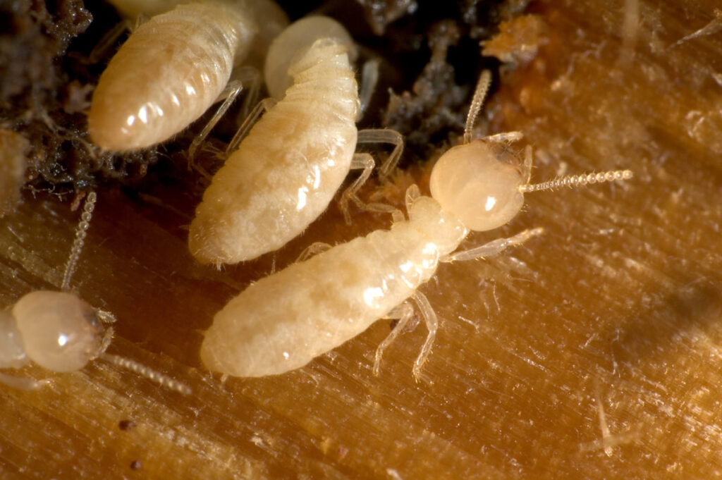 The Most Common Damage To Homes Without Termite Control