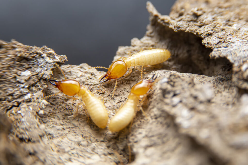 These Facts Will Help Inform Your Termite Control Decisions