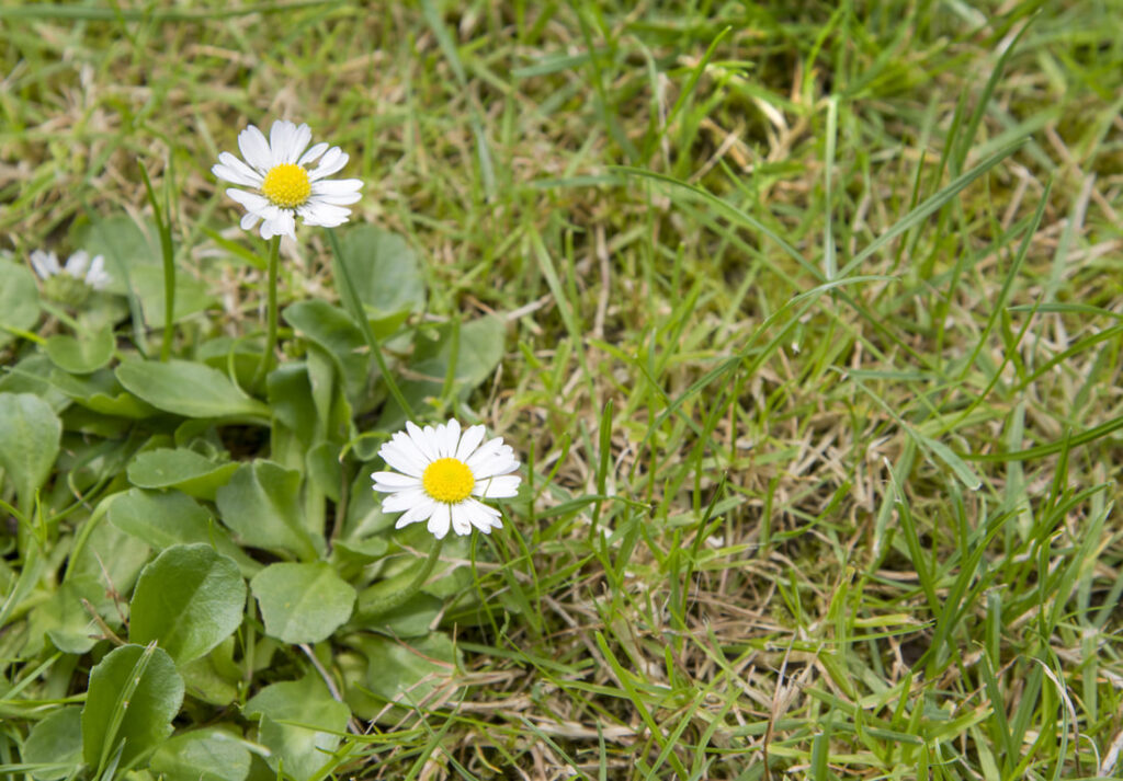 When DIY Lawn Care Goes Wrong