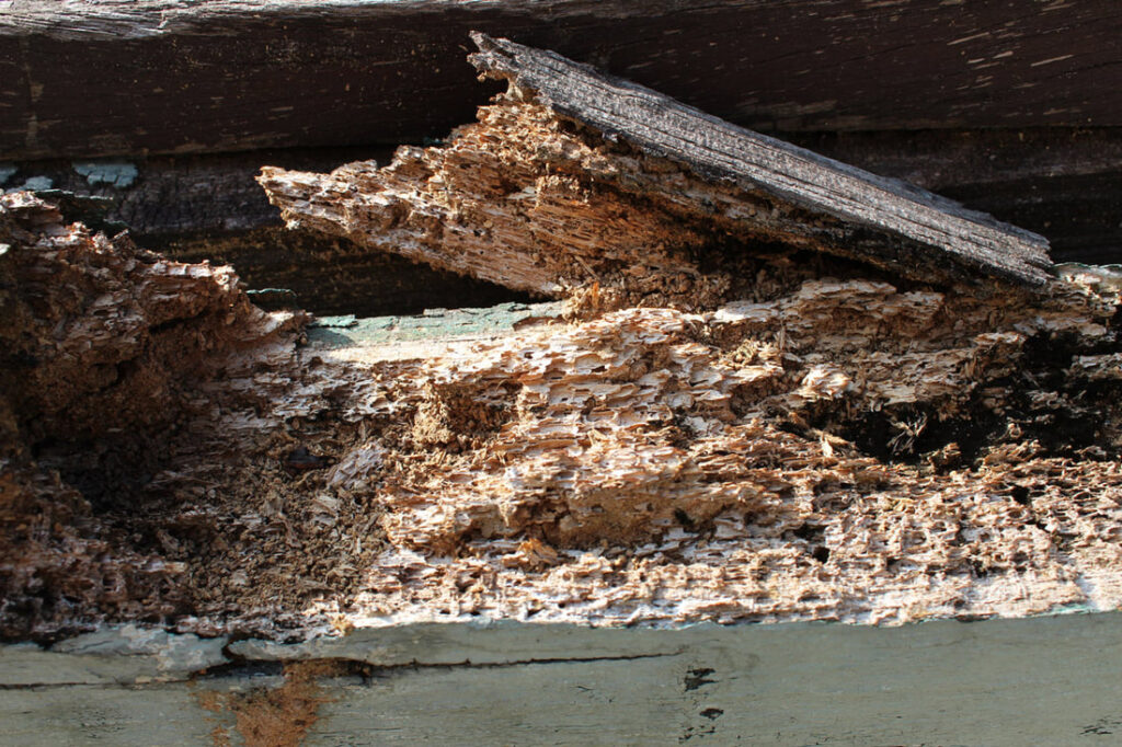 Why You Should Be Budgeting For Termite Control