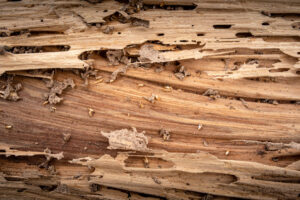 3 Reasons Why Everyone Needs A Termite Control Inspection