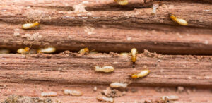 Gross Facts That Will Have You Calling For Termite Control