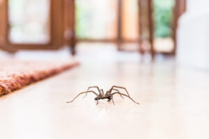 What The Pest Control Pros Want You To Know About Spiders