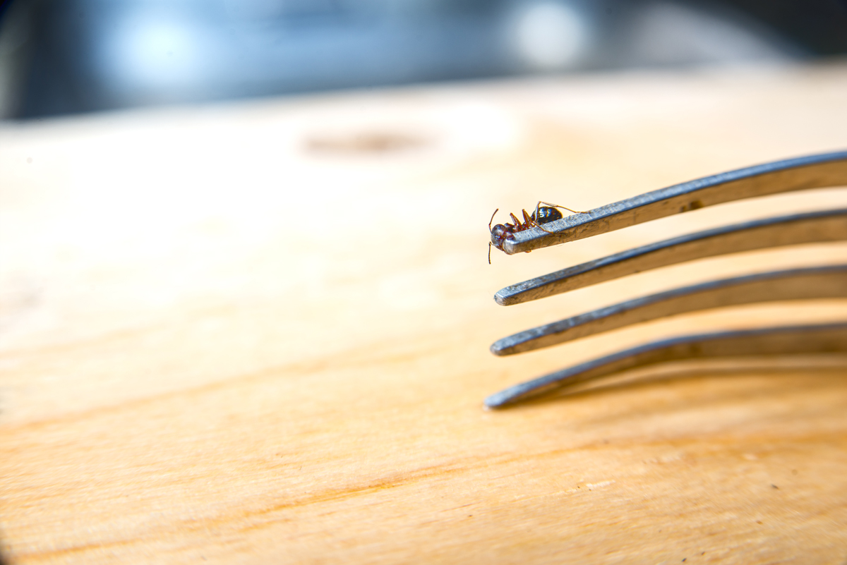 Common Signs Your Home Needs Pest Control