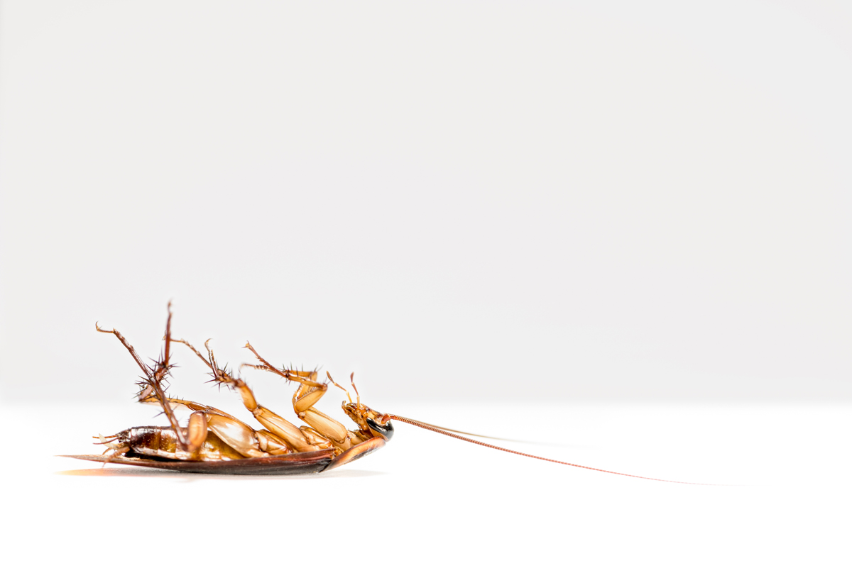 6 Of The Most Common Pest Control Myths We Hear From Our Customers