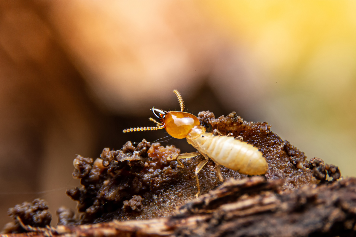 The 5 W’s Of Termite Control