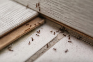 3 Qualities of an Ideal Pest Control Customer
