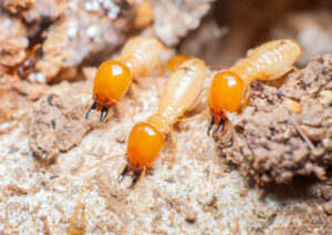 A Timeline For Damage To Homes Without Termite Control