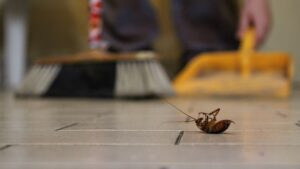 These Cockroach Facts Are The Best Pest Control Motivation