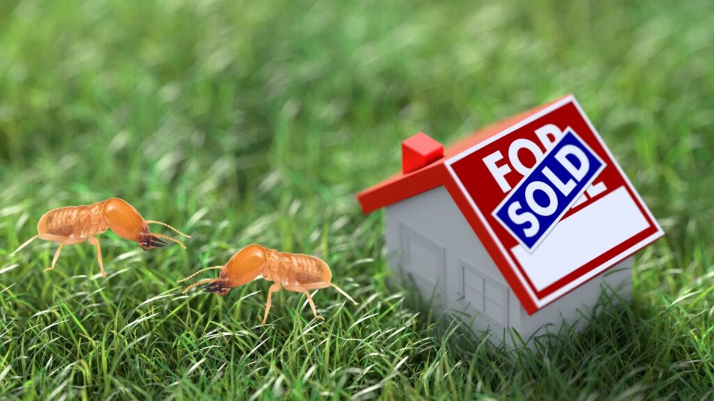 The Importance of Termite Control in Real Estate Transactions