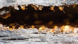 Everything You Need to Know About Termite Control In Volusia County