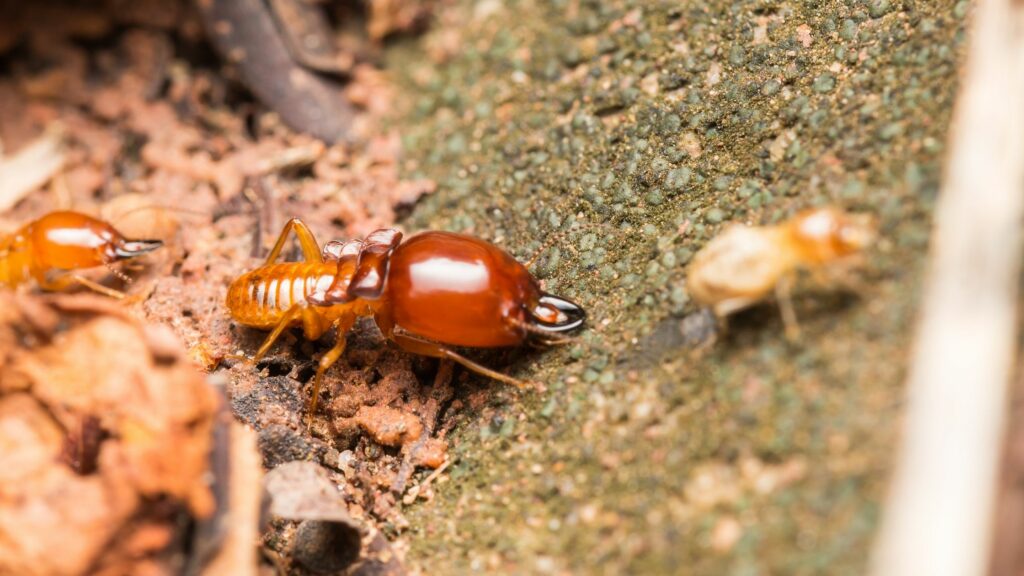 4 Tips For Combatting Termite Control Analysis Paralysis