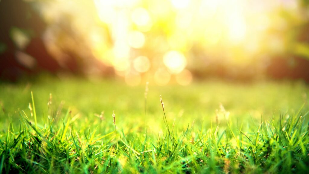 How Pest Control Can Prevent Army Worms And Other Lawn Infestations