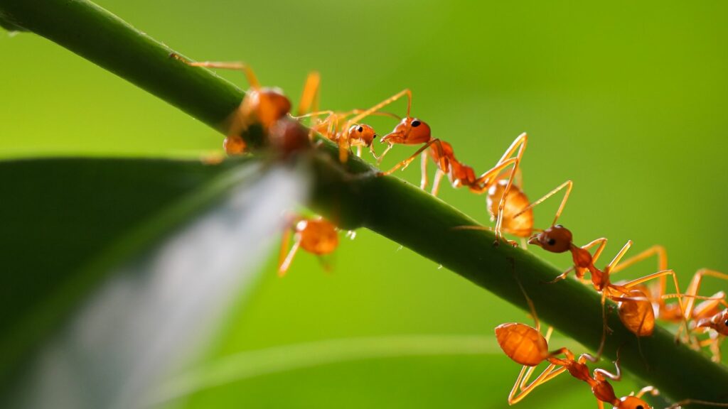 Prepping For Spring: 4 Pest Control Issues That Annoy Deltona Homeowners