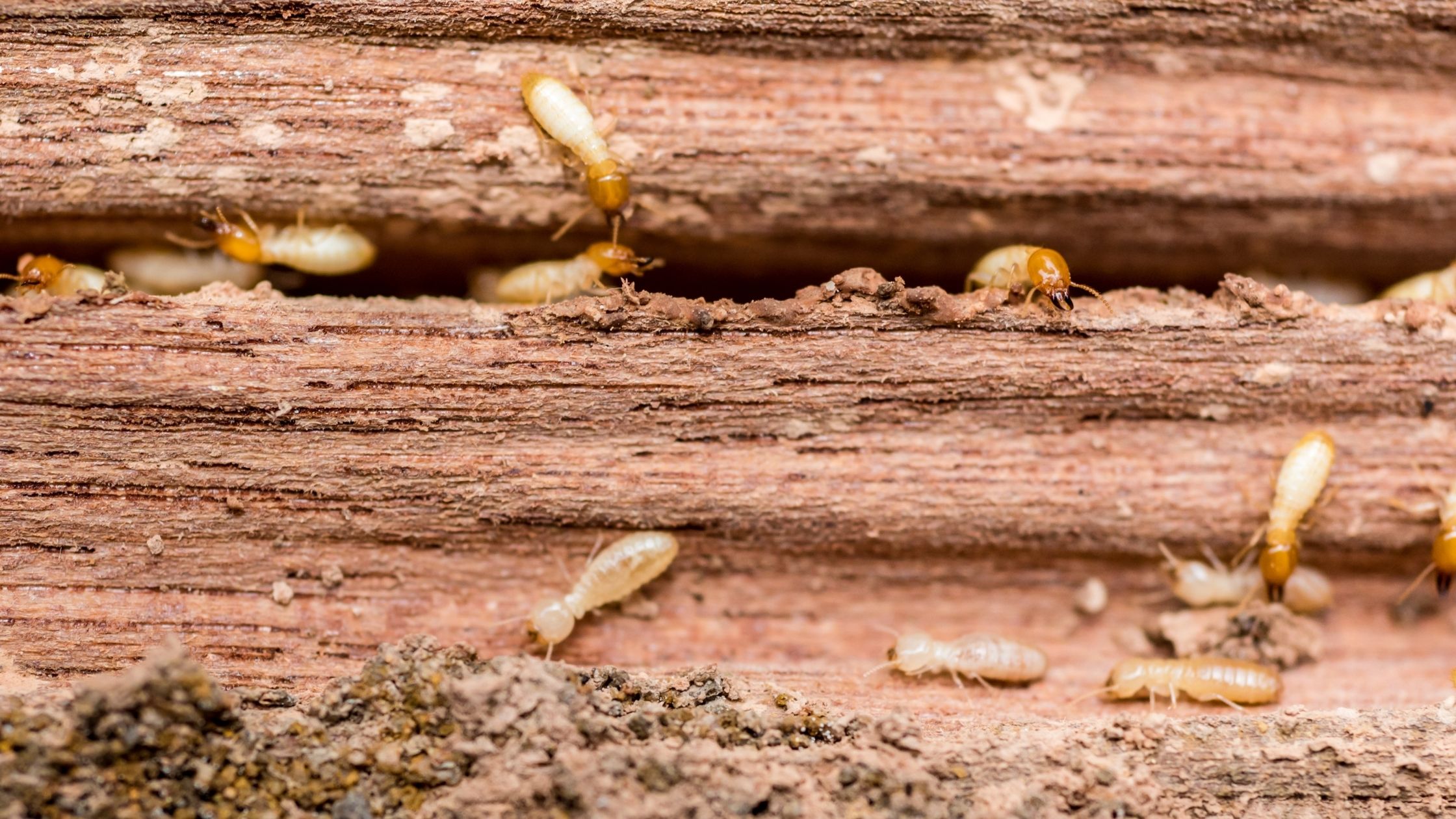 5 Things DeBary Homeowners Should Know About Termite Control