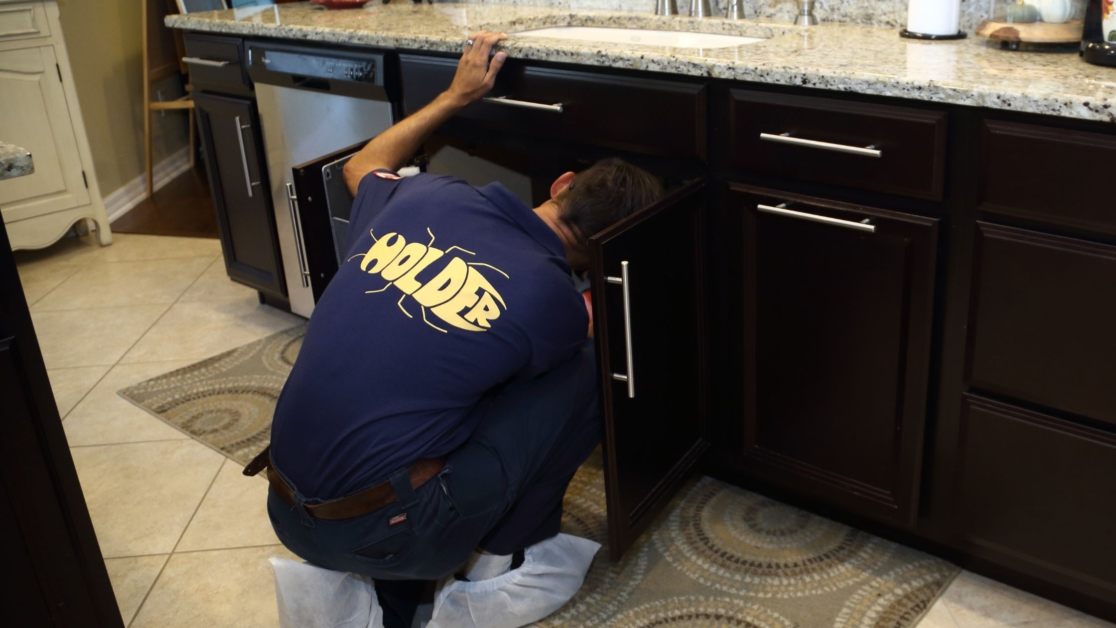 Termites Love Spring in Florida: How to Identify and Eliminate the Hidden Infestation
