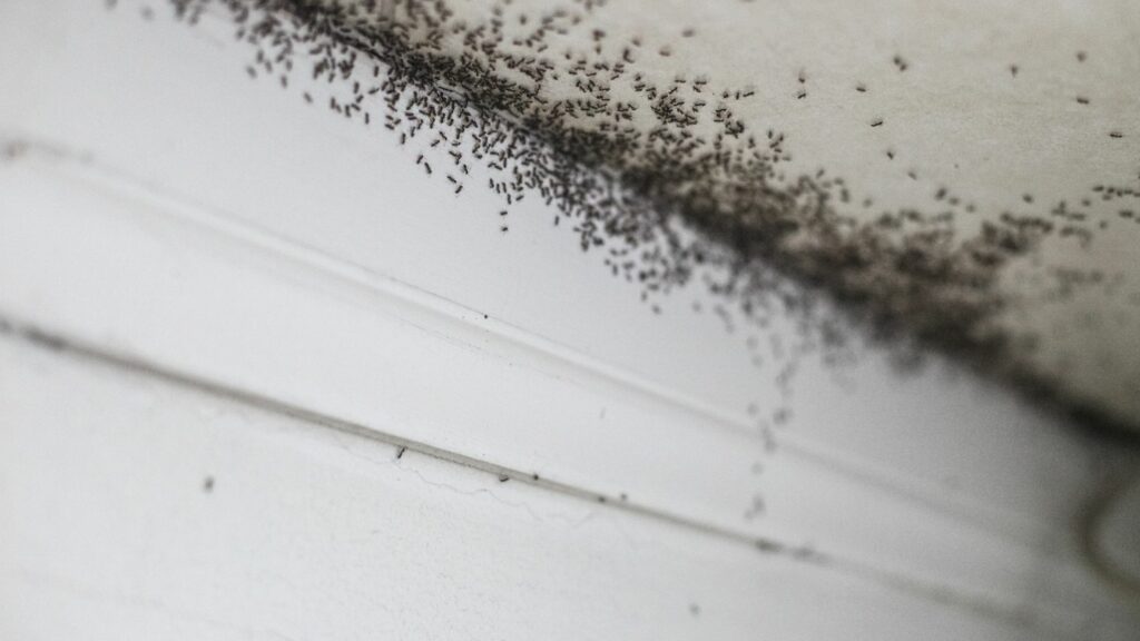 When Ants Have Nowhere Else to Go - How to Keep Them at Bay