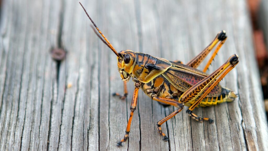 3 of Florida's Most Common And Most Destructive Pests