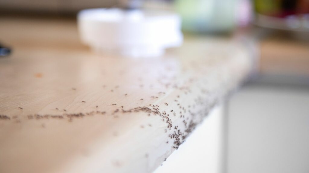 Seeing Moving Black Specks in the Kitchen? Why it May Be Pharaoh Ants and How to Get Rid of Them Forever