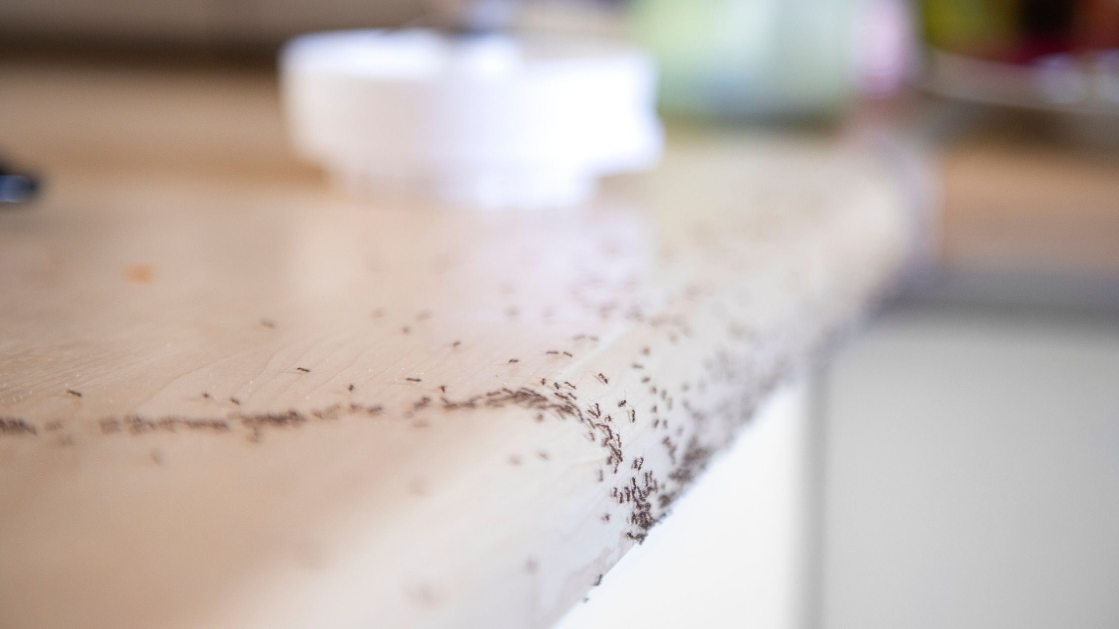 Seeing Moving Black Specks In The Kitchen Why It May Be Sugar Ants And