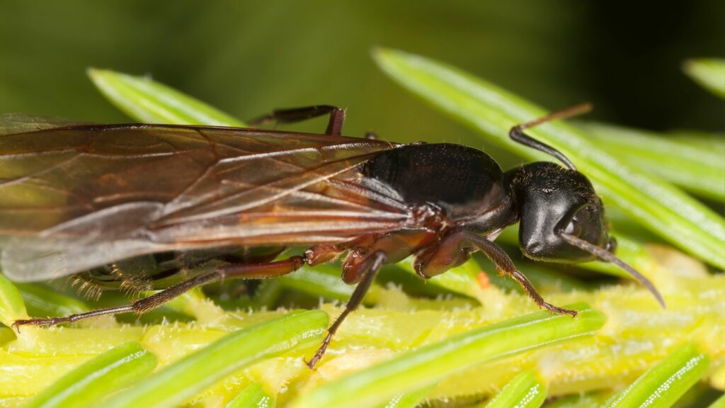 Carpenter Ants or Termites? Key Differences and What To Do If You Have Them
