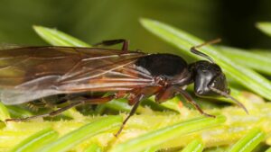 Carpenter Ants or Termites? Key Differences and What To Do If You Have Them