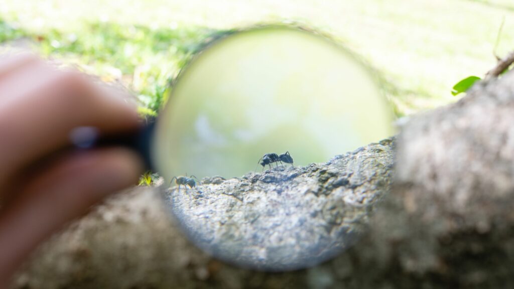 Identifying Your Ants: The 6 Most Common In Central Florida