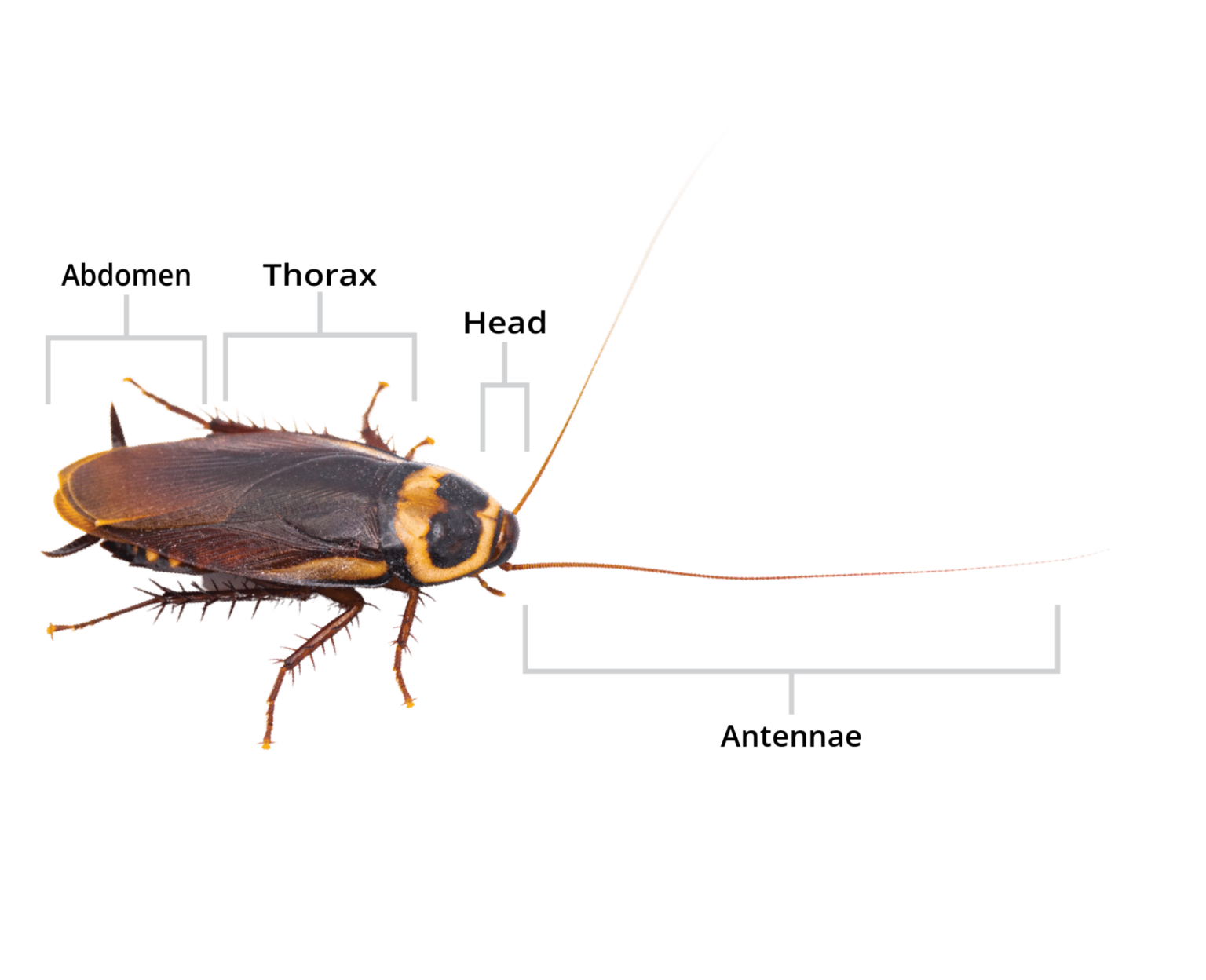 Keep Your Home Free Of Australian Roaches