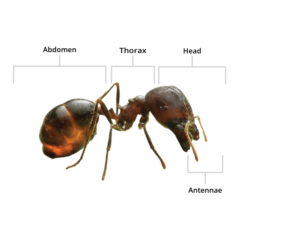 Holder Pest Control, Your Local Ant Experts.