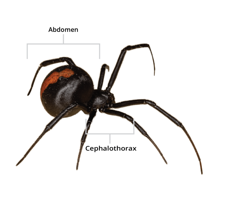 Holder Pest Control Protects Families From Black Widows