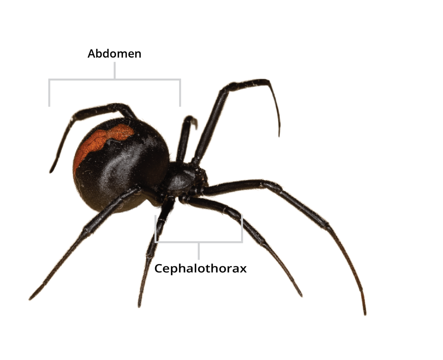 Holder Pest Control Protects Families From Black Widows