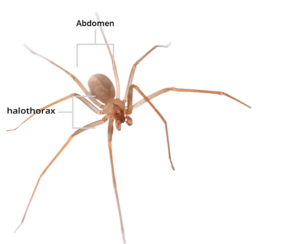 We’ll Keep Brown Recluse Spiders From Invading Your Home