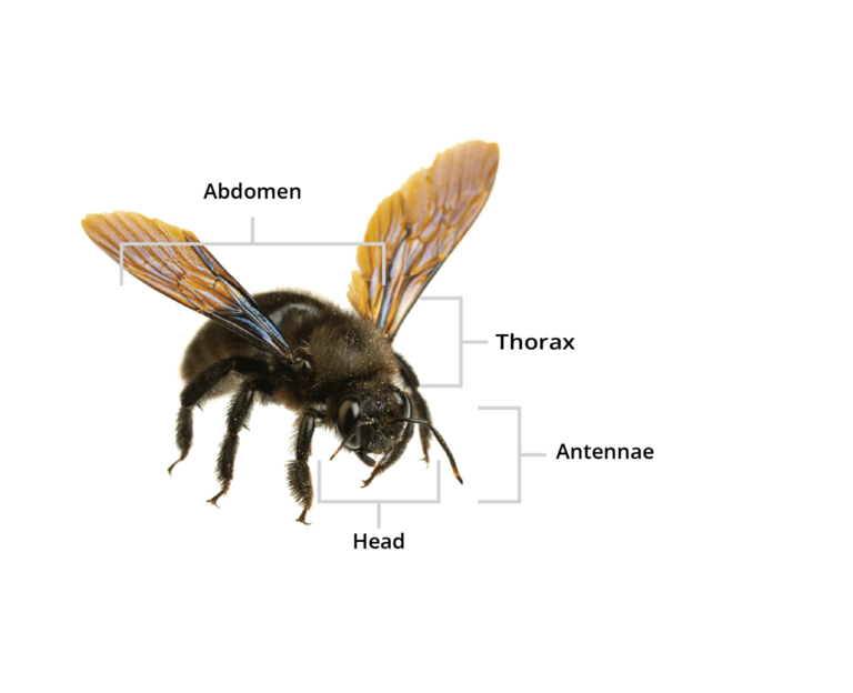 Pest Control For Carpenter Bees In Central Florida